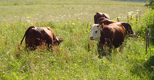 alimentation des vaches