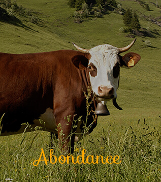 vache abondance