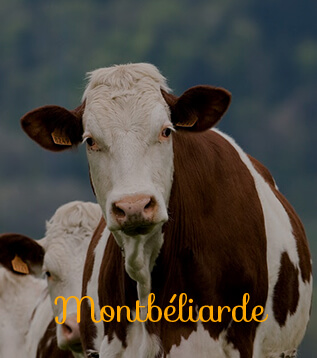 vache montbeliarde