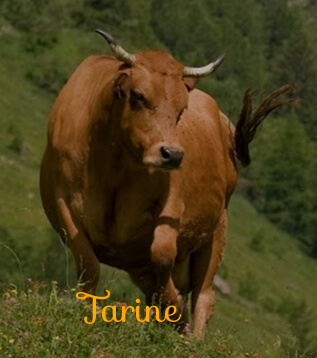 vache tarine
