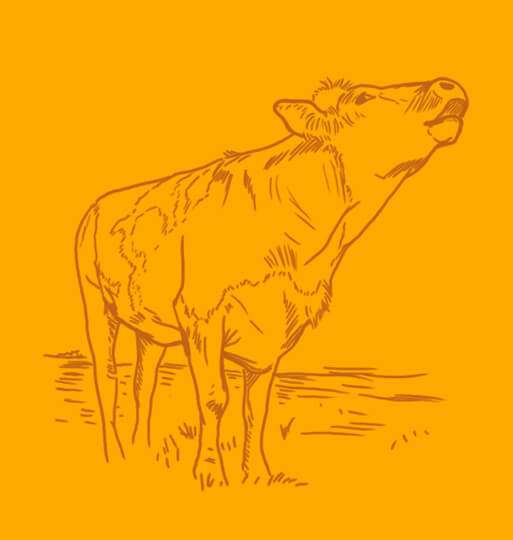 vache montbéliarde savoie