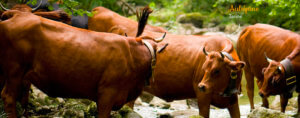 vache tarine ou tarentaise